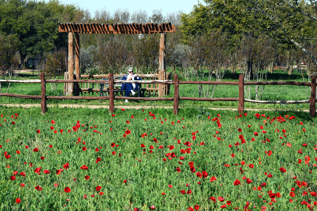 201 Marge Bredow relaxes at Wildseed Farms in Texas Hill Country.JPG